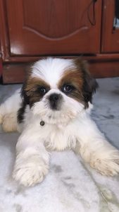3 months old Shih Tzu