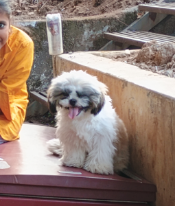 6 months old shihtzu male puppy