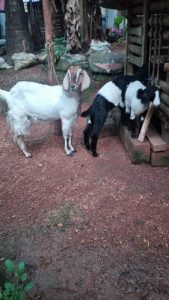1 mother goat 2 kids for sale at mazhuvannoor (near muvattupuzha)