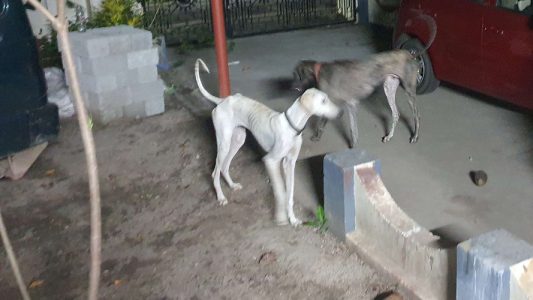 Mudhol Dogs 10 Months old