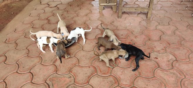 Mudhol hound & Dobberman cross pups for sale