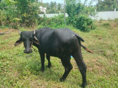Murrah Buffalo