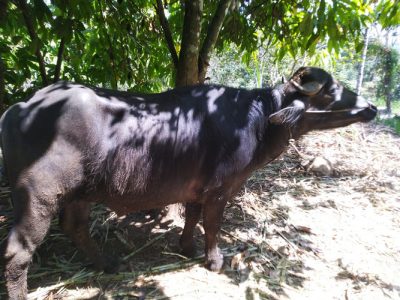 മുറ പോത്ത് വില്പനയ്ക്ക്   Murrah buffalo for Sale