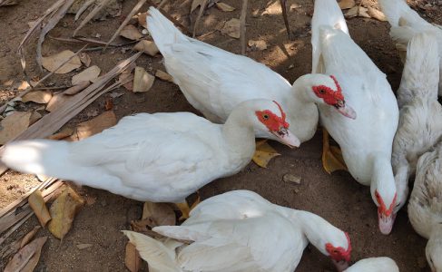 Muscovy Duck (മണി താറാവ്) 8 Month Old for sale. Near Koratty / +919895469971 Price - 750/- for one
