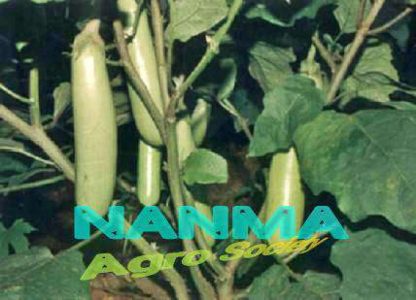 NAADAN BRINJAL FOR SALE 100% NATURAL