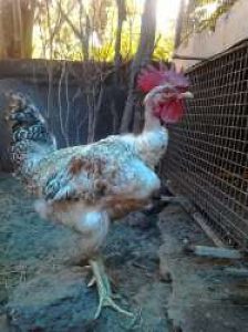 Nacked Neck Cock (Petta Kozhi)