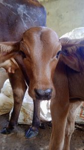 Nadan cow and male calf
