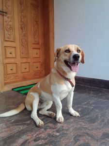 Nadan Dach Cross for Adoption