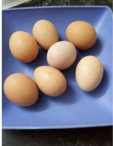Nadan egg for sale