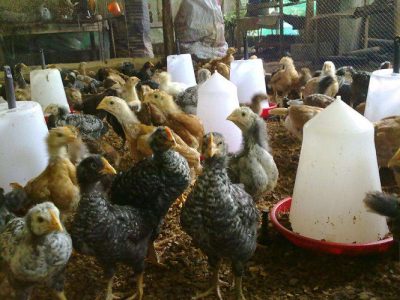 Nadan Kozhi for Sale