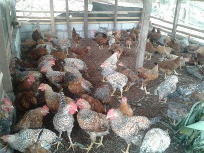 Nadan kozhi for sale