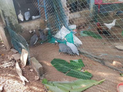 Nadan kozhi, Gunie Kozhi for sale 