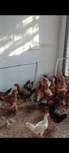 Nadan Kozhi for sale wholesale supplier. Poovan kozhi