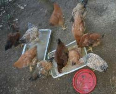 Nadan Kozhikal-Gramasree & Newharms