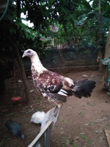 Nadan Kozhy for sale