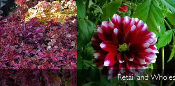 National Rose Gardens