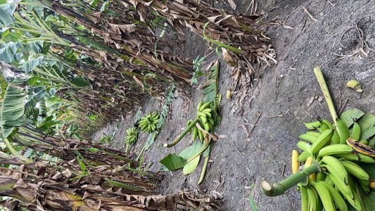 Nendran fruits with 10kg average 