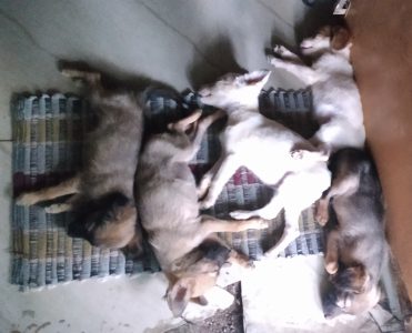 New born babies .call directly to 9640959776. Available at any time.