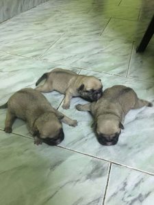 new born pug puppies