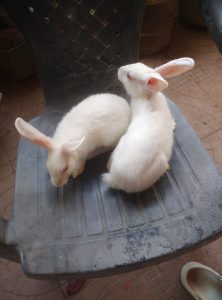 New zealand White Red eyes rabbits
