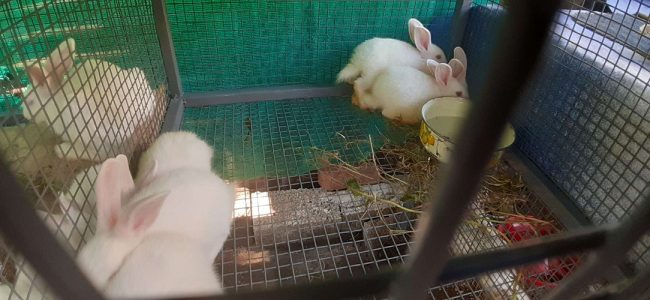 New Zealand white 1 month old rabbits for sale