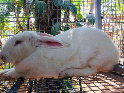 Newziland white pure bread 1 year old female