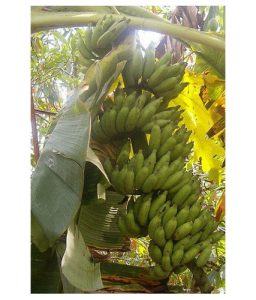 Njalipoovan (Plantain) for sale