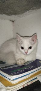 North America beered