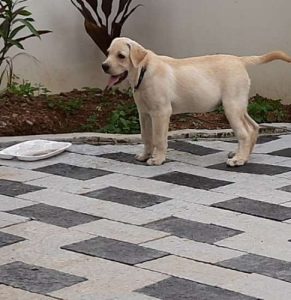 Off white color  4 months old trained female lab puppy 4 sal