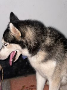 8 old month husky for sale