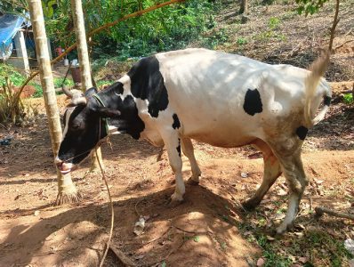 One cow and cattle for sale