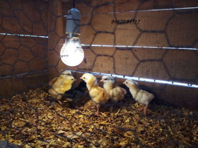 ONE DAY OLD NADAN KOZHI CHICKS FOR SALE