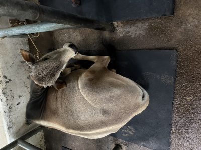 One and half years old bull