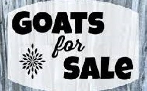 ONE MONTH MALE GOATS FOR SALE-KOTTAYAM