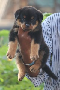One-month-old Rottweiler puppy