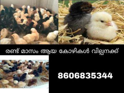 One mounth karim kozhi