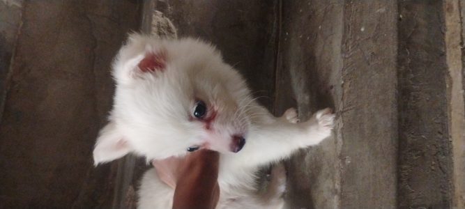 Ongrinal Pomeranian puppies breed