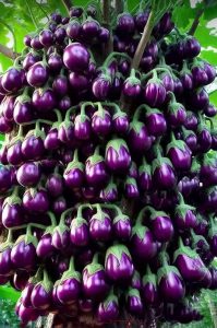 organic brinjal seed