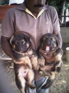 Original GermanShepherd Puppies for