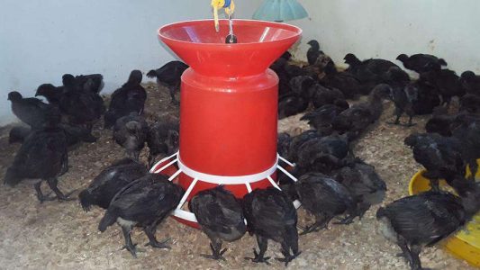 Original Kadaknath Karimkozhi for sale in Kollam