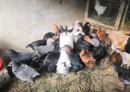 Original nadan Kozhi 60 days