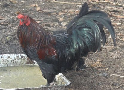 Original Nadan Kozhi Poovanmar