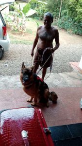 Original Two year old german shepherd male for sale 