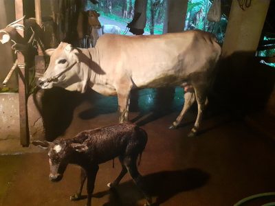 Original Vechoor cow and calf for sale