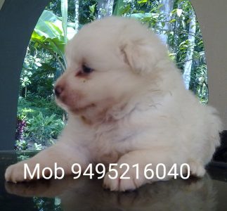 Original White Male and Female Pomeranian Puppies for sale close to Ernakulam & Kottayam District, Kerala