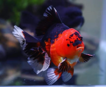 Ornamental Fish For Sale in Kanchipuram, Tamil Nadu