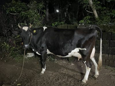 പശു വില്പനയ്ക്ക്