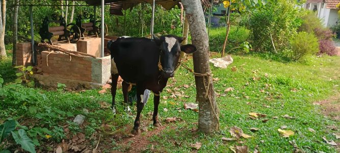 പശക്കുട്ടികൾ