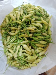 വെള്ള കാന്താരി