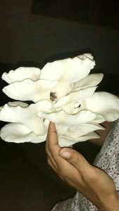 Oyster Mushrooms 